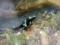 frogs-2004_08_15