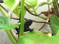 Frogs-2005 0404